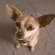 Taco Bell dog Gidget Image