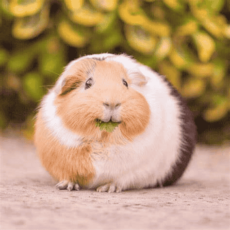 a random guinea pig  Image