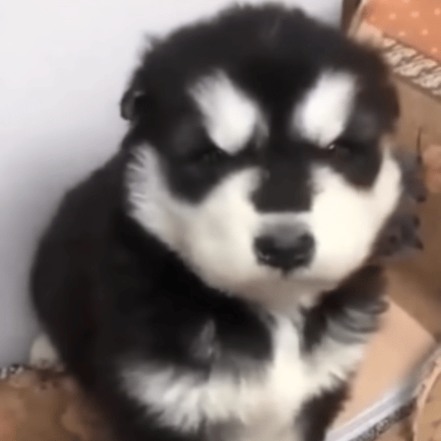 Baby Husky Howling