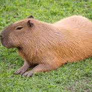 AI capybara voice Image