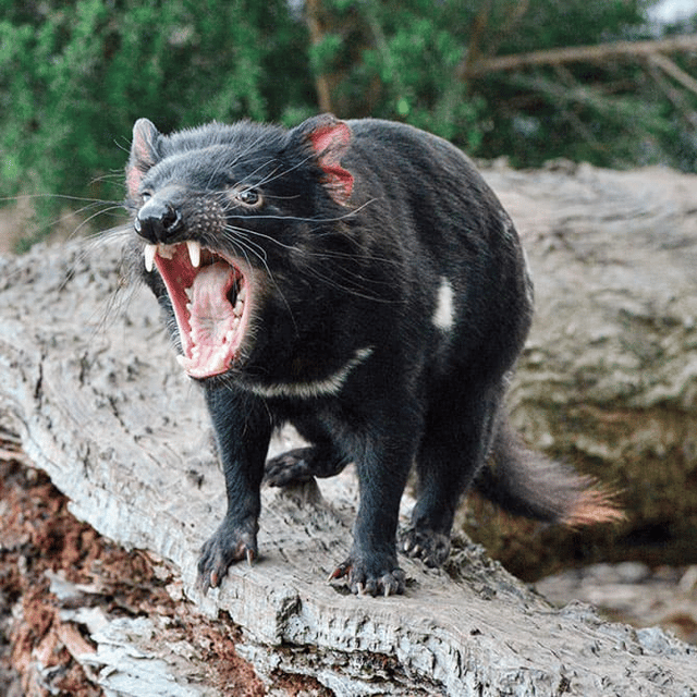 Tasmanian Devil Image